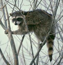Raccoon_climbing_in_tree_-_Cropped_and_color_corrected